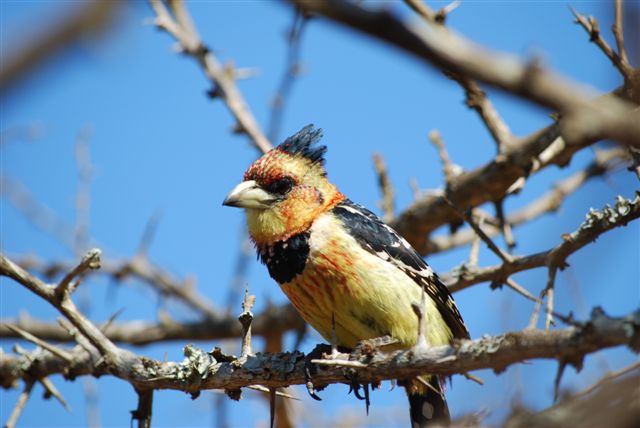 Crested Barbet.JPG